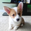 adorable-Corgis-puppies